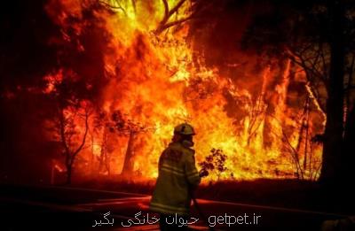 8 نکته درباره آتش سوزی جنگلها