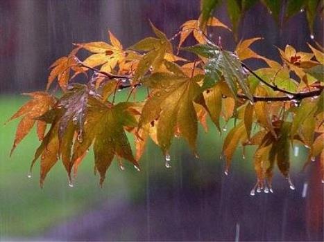 بارش باران در شمال کشور