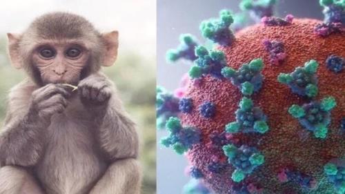 ویروس آبله میمونی روی سطوح تکثیر می شود