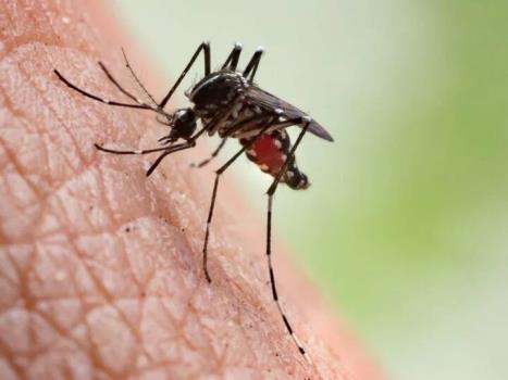 اخطار علوم پزشکی تبریز نسبت به شیوع مالاریا در آذربایجان شرقی