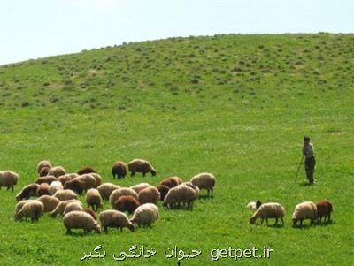 ورود بدون مجوز دام تهدیدی بزرگ برای زیستگاه ها و اكوسیستم مناطق