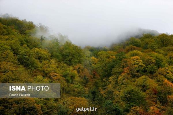 هفت تأثیر حیاتی جنگلها بر زندگی انسان