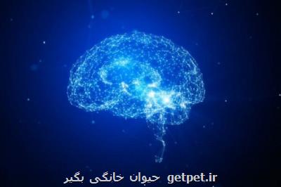 استرس فواید مهمی برای عملكرد شناختی دارد