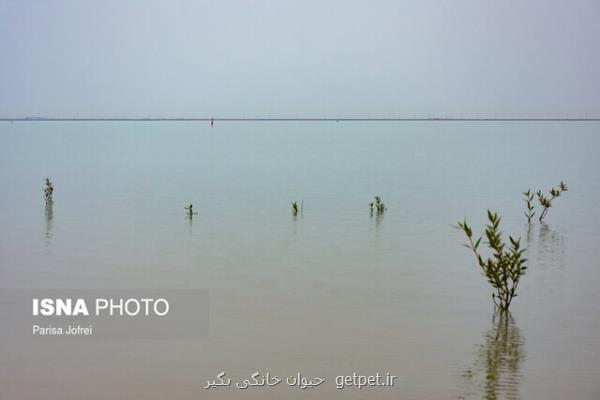 خور سلطانی، خواب مرگ می بیند