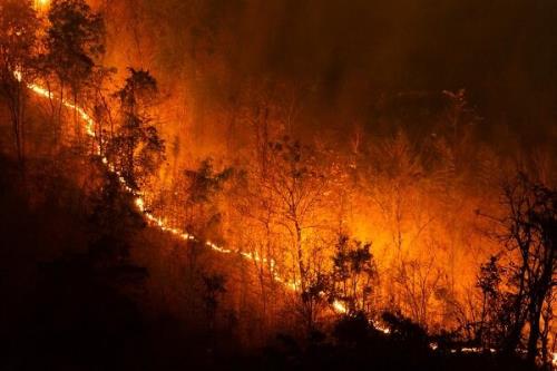 سالانه ۳۳ هزار نفر در آتشسوزی جنگل های جهان می میرند