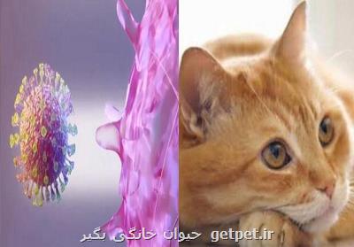كروناویروس بوسیله گربه قابل انتقال است
