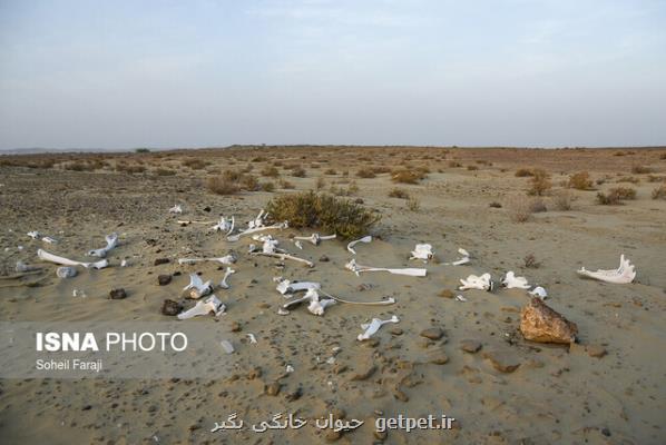 این سرزمین آب ندارد اما محور توسعه ایران آب است