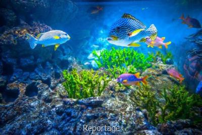 واتر پمپ اکواریوم