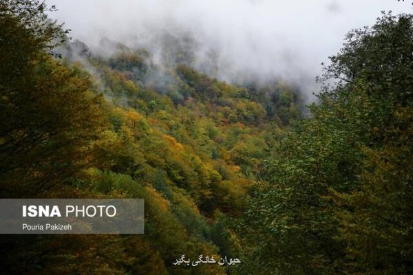 7 نکته درباره جنگل های ایران