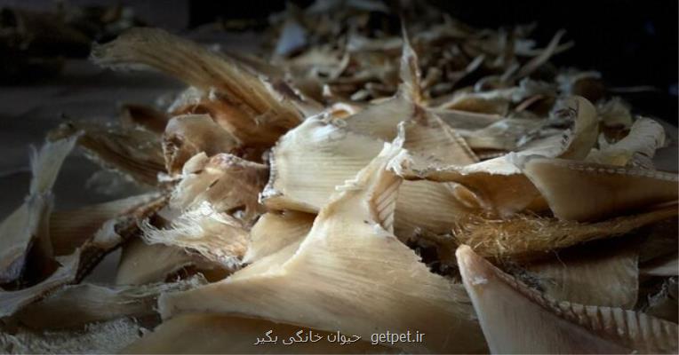 کشف محموله قاچاق باله کوسه در کلمبیا