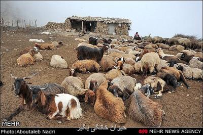 طاعون نشخوارکنندگان برای انسان هیچ خطری ندارد