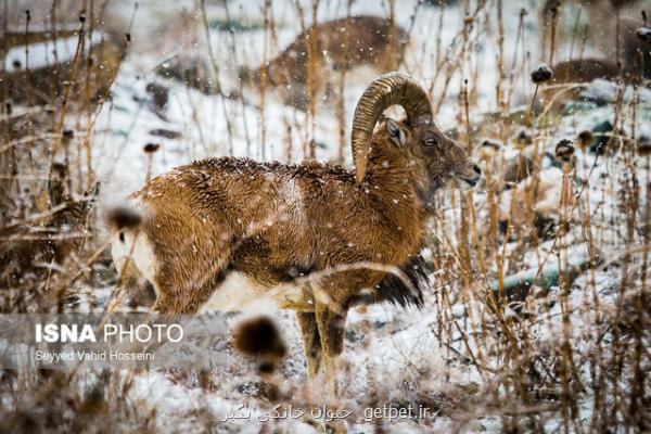 علوفه در عوض زیستگاه