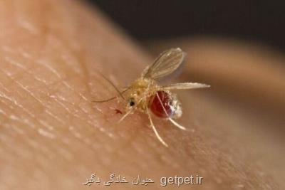 اعلام وضعیت حاد بیماری سالک در جهرم