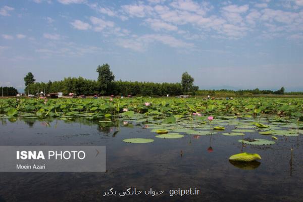 تالاب ها کبد زمین هستند