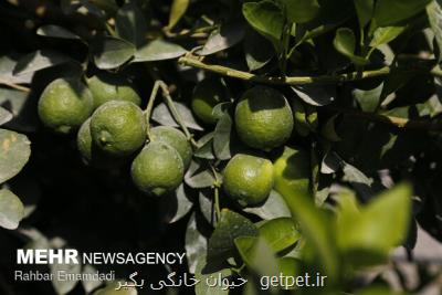 معجزه لیمو ترش تازه برای دیابتی ها معجزه لیمو ترش تازه برای دیابتی ها