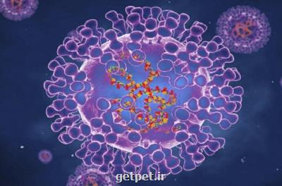 راهکارهای مقابله با آبله میمونی