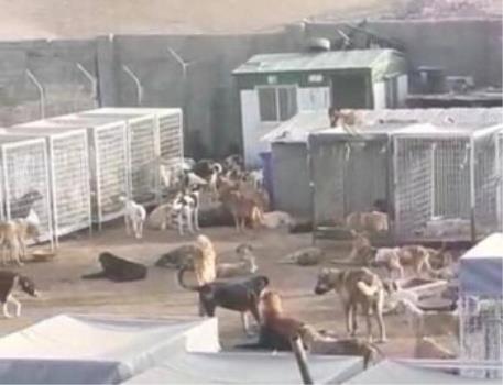 تکذیب کشتار ۱۷۰۰ سگ در دماوند