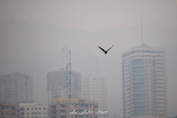 تغییر چهره آلودگی هوای تهران طی نیم قرن از سرب تا ذرات معلق