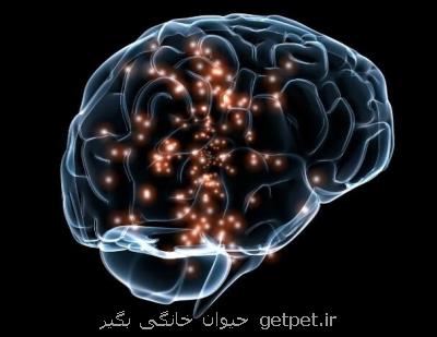 مصرف استروئیدها بر ساختار مغز تاثیر می گذارد