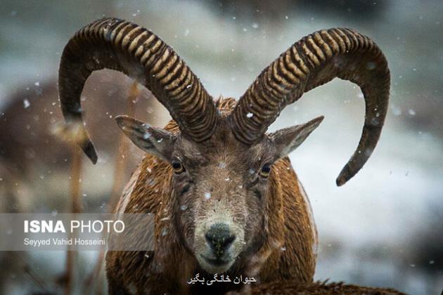 تراکم استثنایی قوچ و میش در کشور