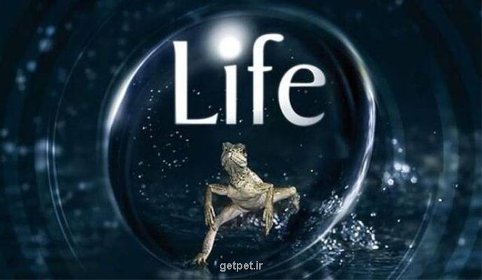 پخش مستند حیات وحش با کیفیت HD از تلویزیون