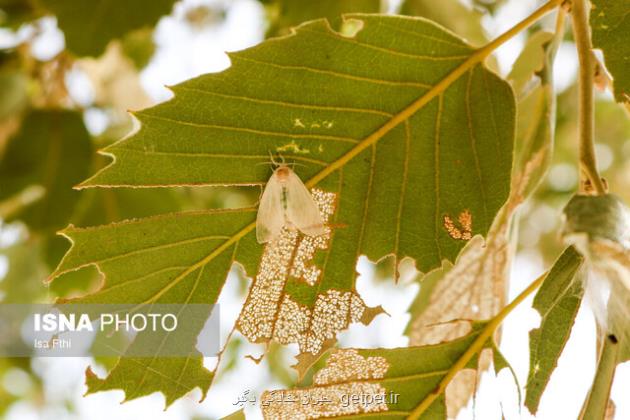 پیشبینی بودجه 26 میلیارد تومانی برای کنترل آفات جنگل های زاگرس