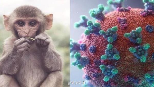 ویروس آبله میمونی روی سطوح تکثیر می شود