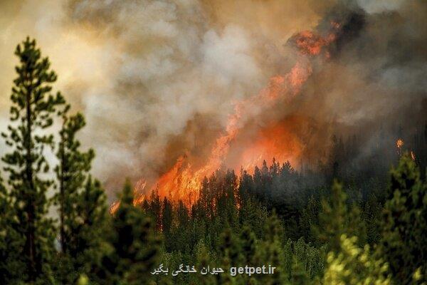 آلودگی ناشی از حریق های کانادا معادل استنشاق دود سیگار است