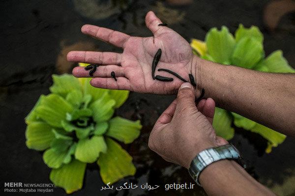 بایدها و نبایدهای زالودرمانی