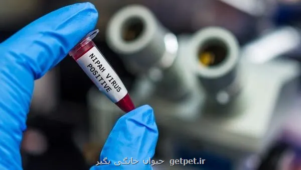 انتشار ویروس نیپا در آسیا استرالیا شرایط را زیر نظر دارد