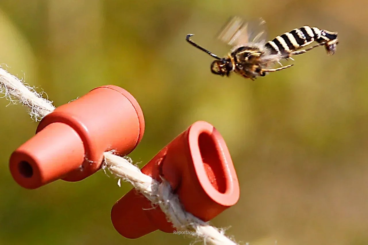 کنترل بیولوژیک آفات