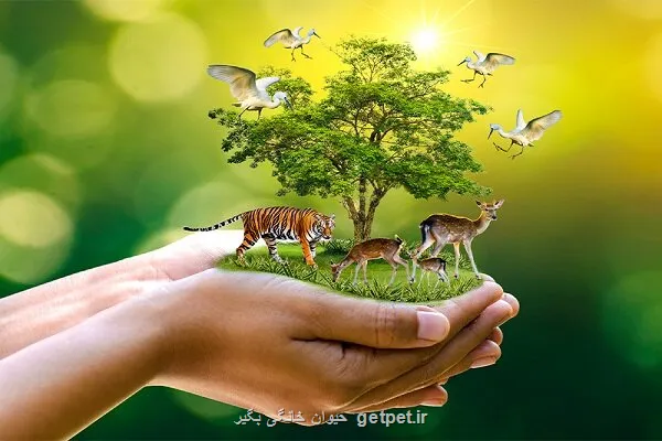 از پلنگ ایرانی تا جنگل های هیرکانی گنجینه ای که باید حفظ شود