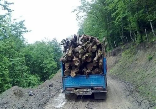 کشف 132 تن چوب و زغال جنگلی در اصفهان 48هکتار عرصه طبیعی رفع تصرف شد