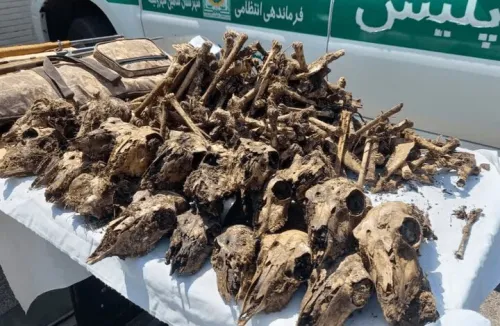 توضیح محیط زیست درباره ی کشف ۴۱ جمجمه حیات وحش از خانه ای در شاهین شهر