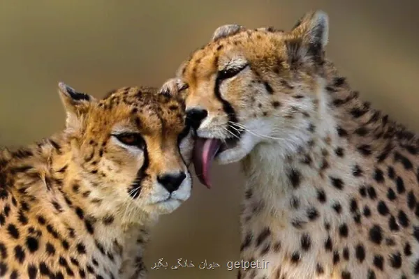 خطر جان یوزها در جاده مرگ گشت ها در محور عباس آباد–میامی تشدید شد