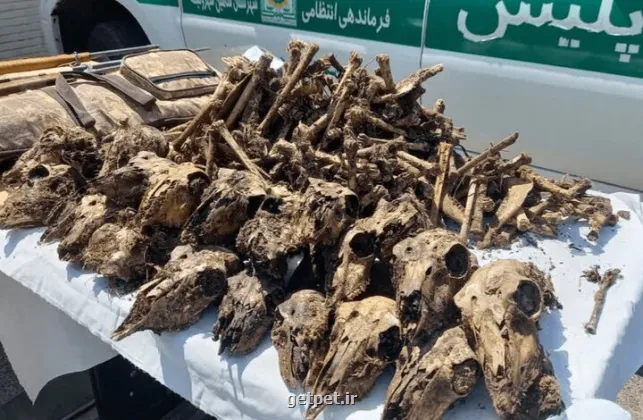 توضیح محیط زیست درباره ی کشف ۴۱ جمجمه حیات وحش از خانه ای در شاهین شهر