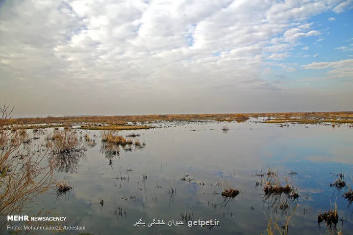پیگیری احیای تالاب بندعلیخان