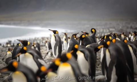 انقراض گونه بزرگی از پنگوئن ها