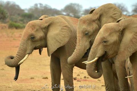 كشتار بی سابقه فیل ها در بوتسوانا