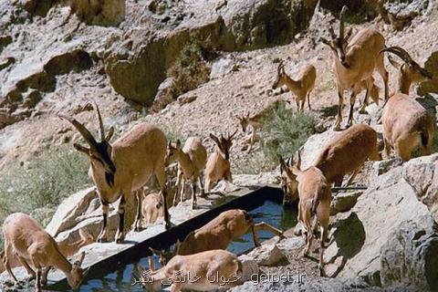 تأمین آب حیات وحش منطقه حفاظت شده میاندشت با تانكر آبرسانی