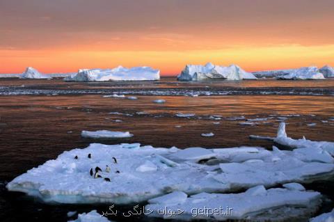 افزایش ۶ برابری سرعت آب شدن یخ های قطب جنوب