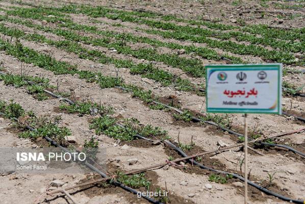 كشت گیاهان دارویی كم آب بر در پیچ و خم بوروكراسی اداری