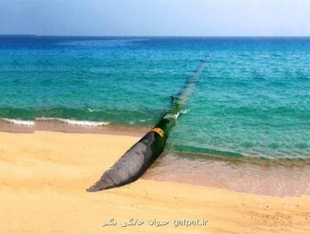 آیا كشاورزی با آب دریا، ممكن است؟