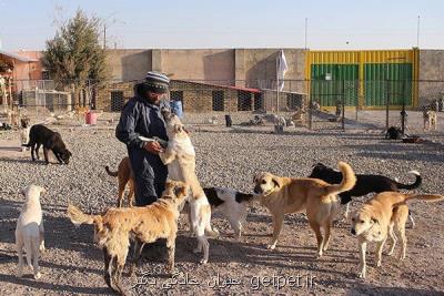 207 هزار مورد حیوان گزیدگی در كشور، هاری كشنده است