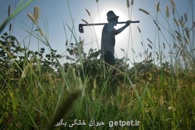اخطار فائو درباره تأثیرات تغییر اقلیم بر امنیت غذایی