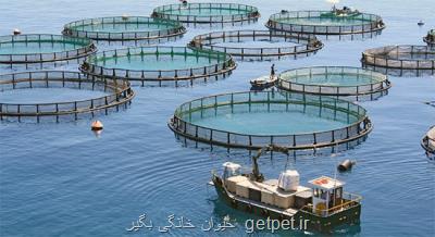 شكست پروژه پرورش ماهیان در قفس در صورت رعایت نكردن نكات زیست محیطی دریا