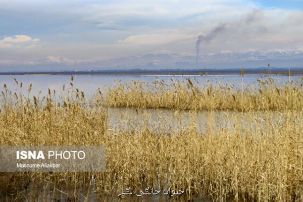 سایه مرگ از تالاب صالحیه دور شده اما