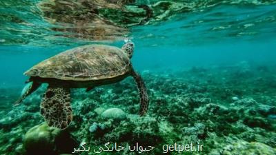 لاك پشت های دریایی ایران در خطر انقراض