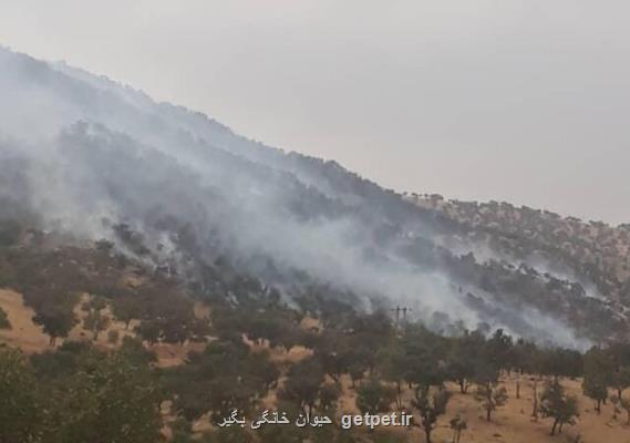 ۲ مورد آتش سوزی در جنگل ها و مراتع بویراحمد مهار گشت