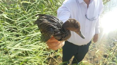 نجات اردك مهاجر آغشته به مواد نفتی در جزیره خارگ